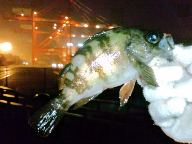 釣果報告 東京湾奥 初心者が青海南埠頭公園っていう場所で魚を釣ってみた