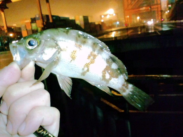 釣果報告 東京湾奥 初心者が青海南埠頭公園っていう場所で魚を釣ってみた